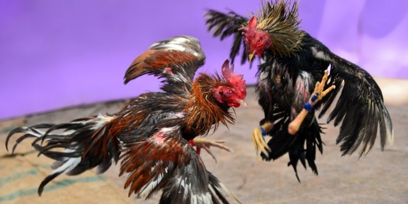 23 win KM Game Bài 3d