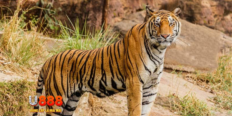 23 win game nổ hủ máy bay