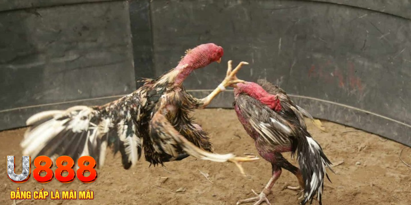 23 win đăng nhập tiến lên miền nam số 1